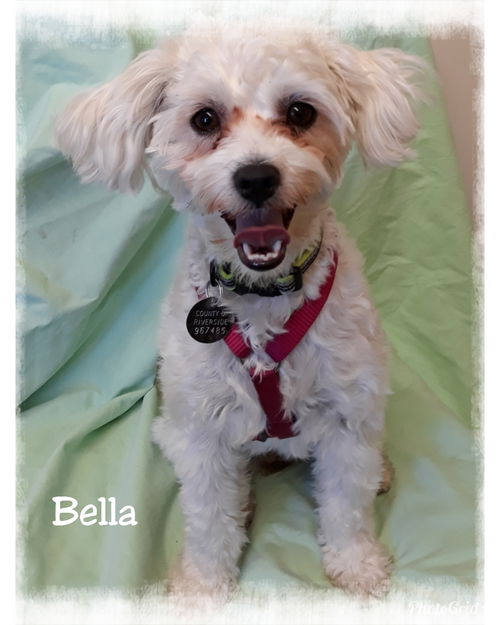 Bella