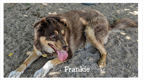 Frankie