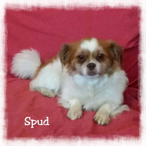 Spud