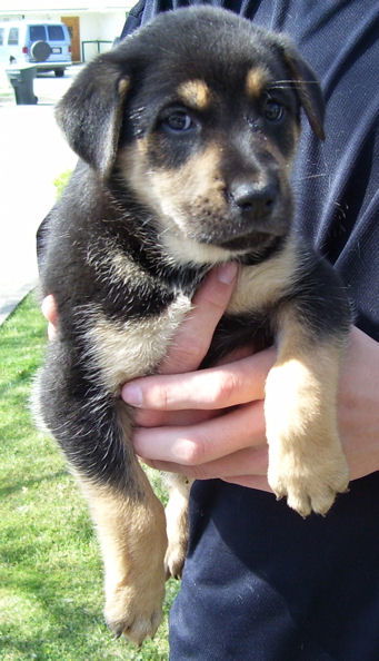 Rott/Lab 6 - Harley