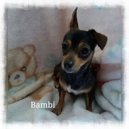 Bambi
