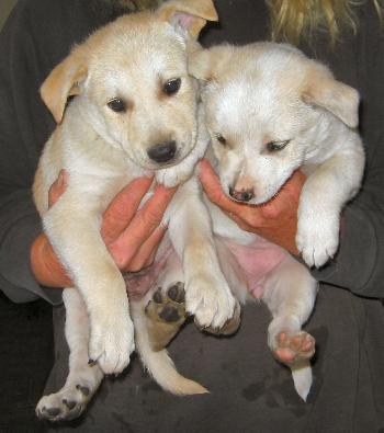 White puppies