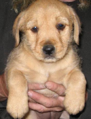 Doxie Terrier Pup