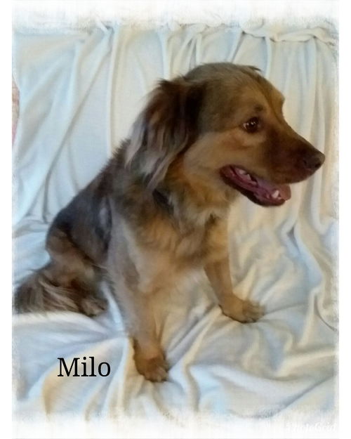 Milo