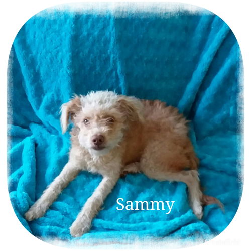 Sammy