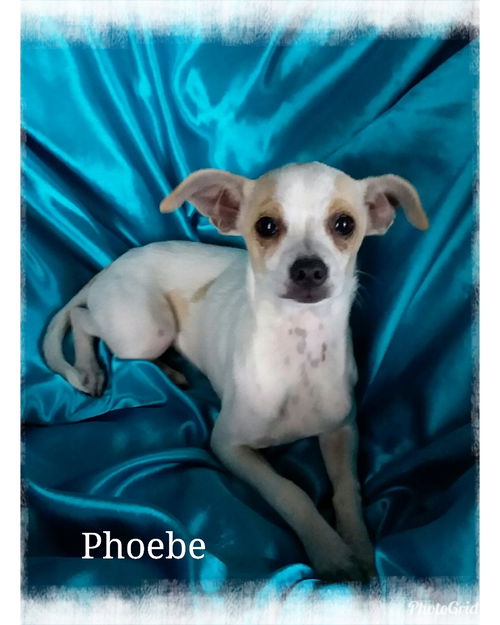 Phoebe