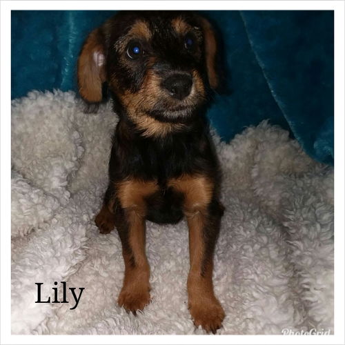 Lily