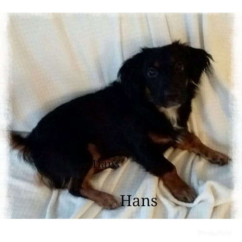 Hans