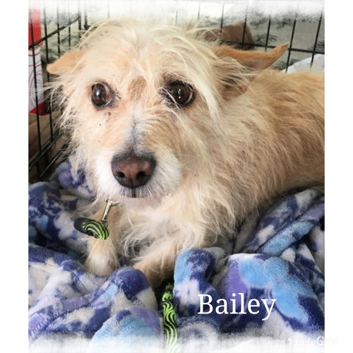 Bailey