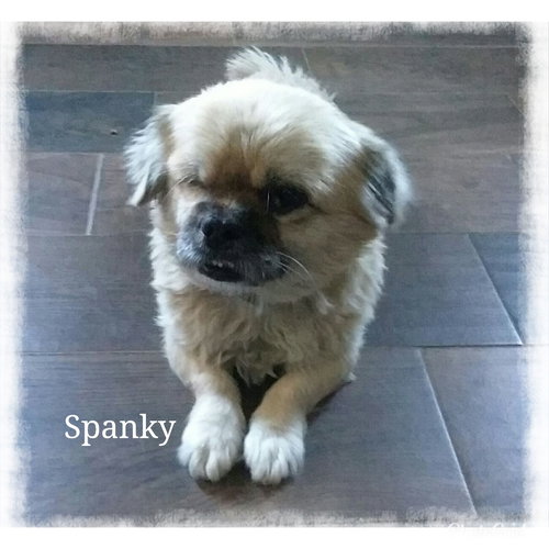 Spanky