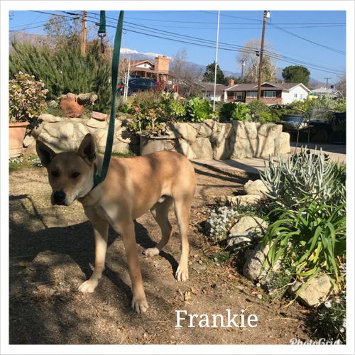 Frankie