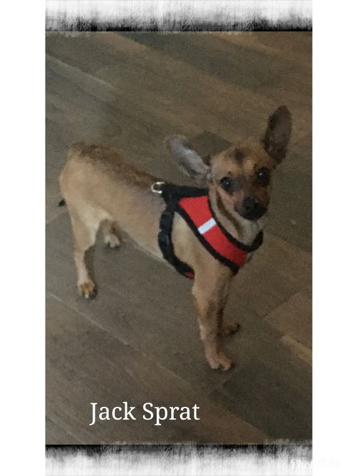 Jack Sprat