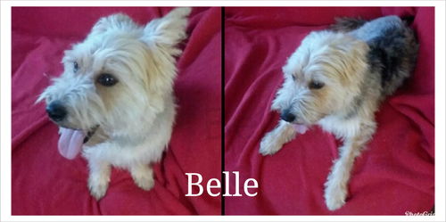 Belle