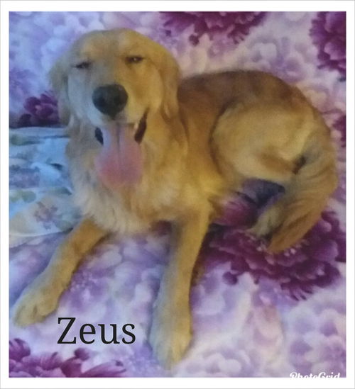 Zeus