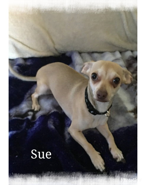 Sue