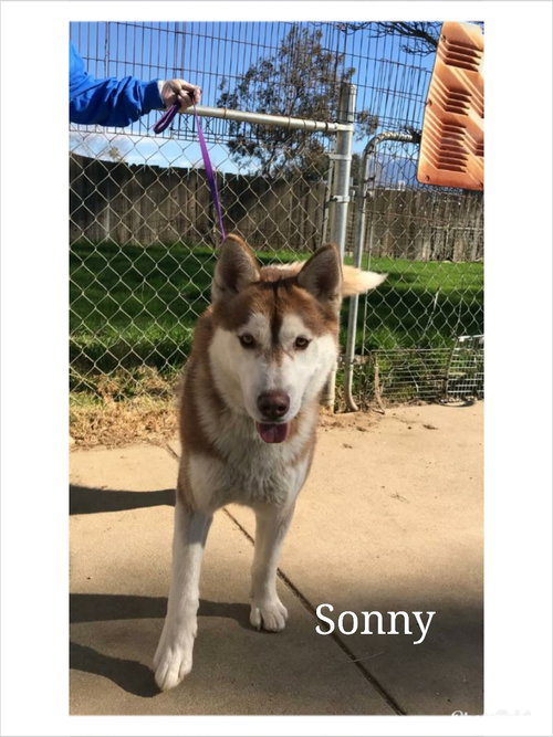 Sonny