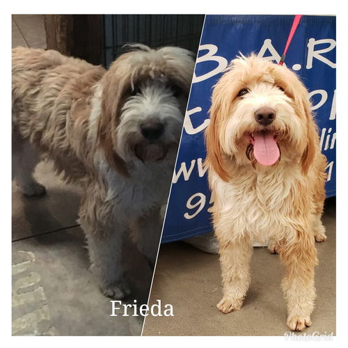 Frieda
