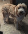Frieda