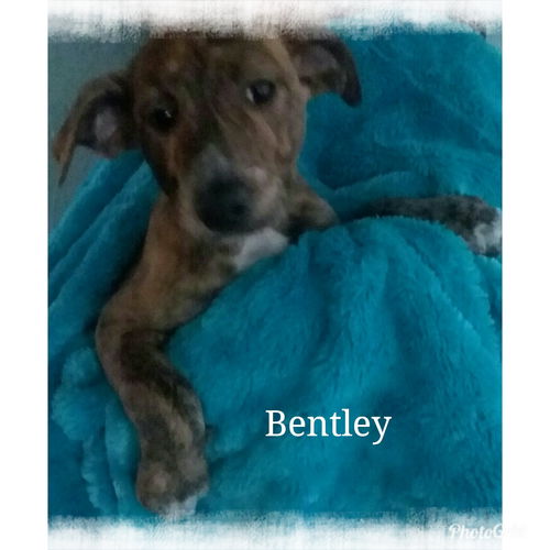 Bentley