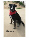 Samson