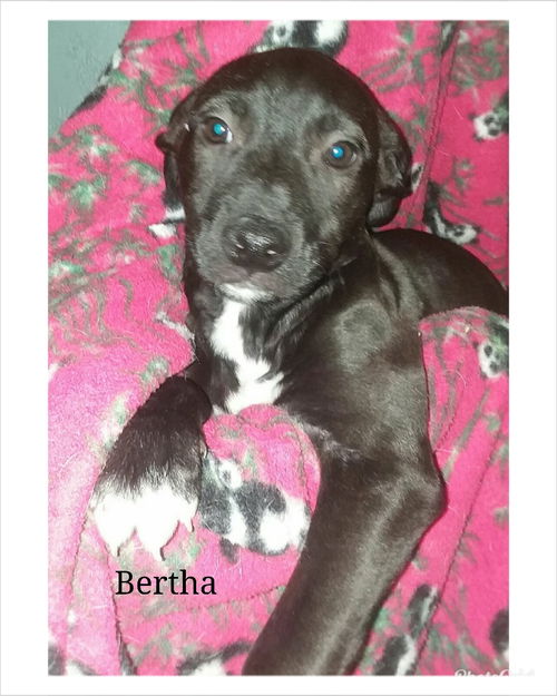 Bertha