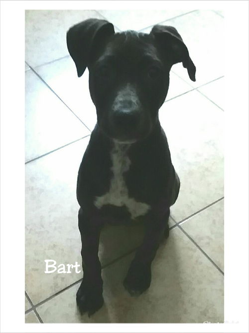 Bart