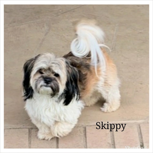 Skippy