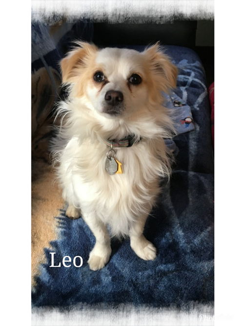 Leo