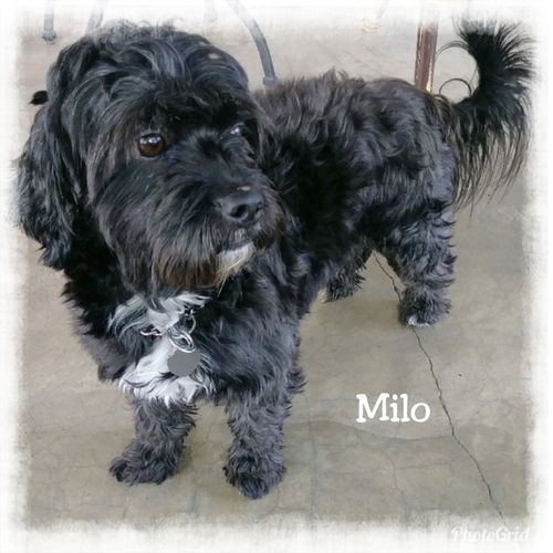 Milo