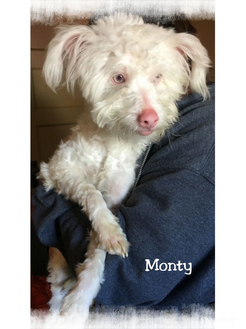 Monty