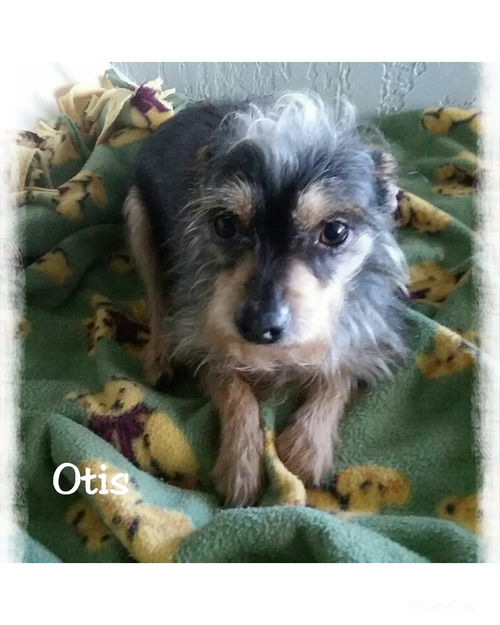 Otis