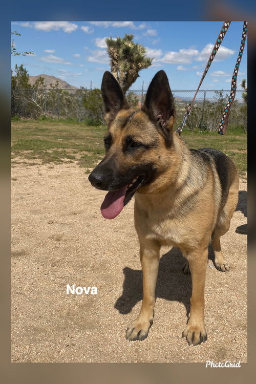 Nova