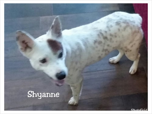 Shyanne