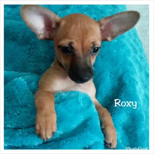 Roxy