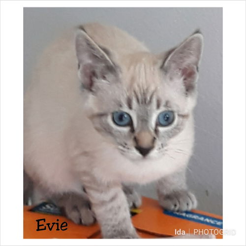 Evie