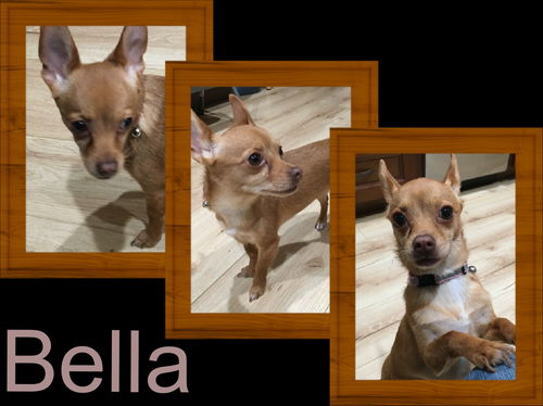 Bella
