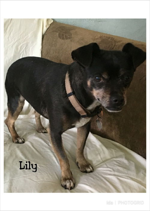 Lily