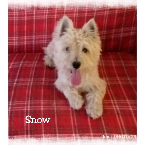 Snow