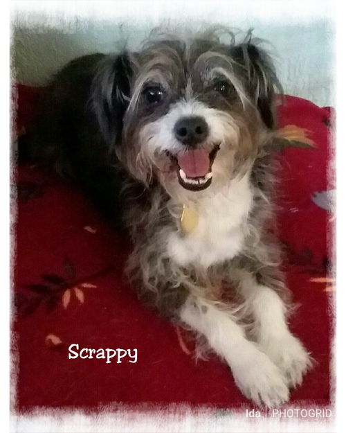 Scrappy