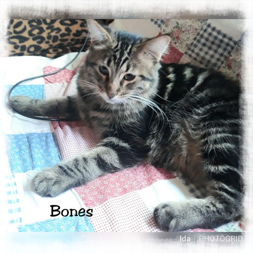 Bones