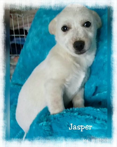 Jasper