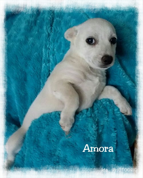 Amora