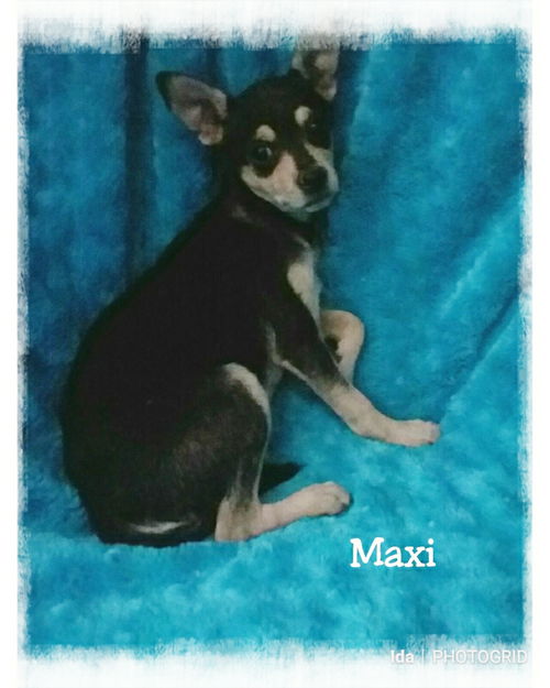 Maxi