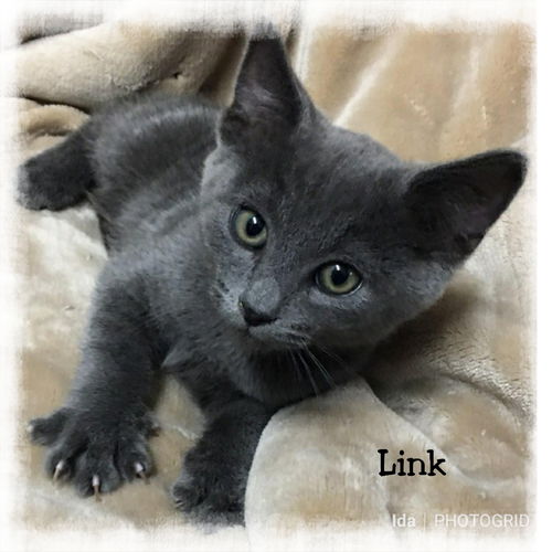 Link