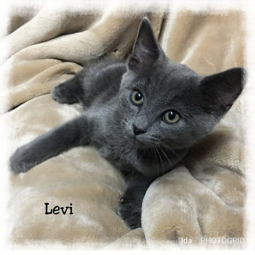 Levi