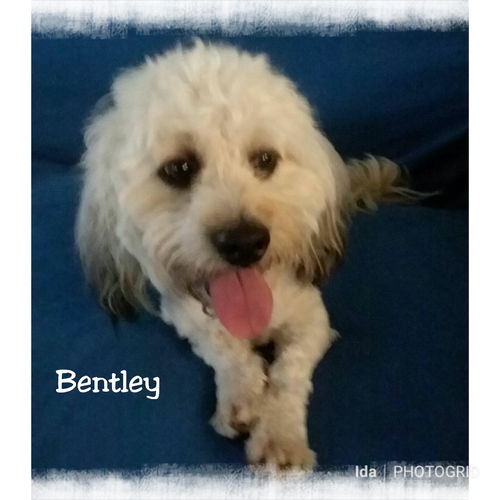 Bentley