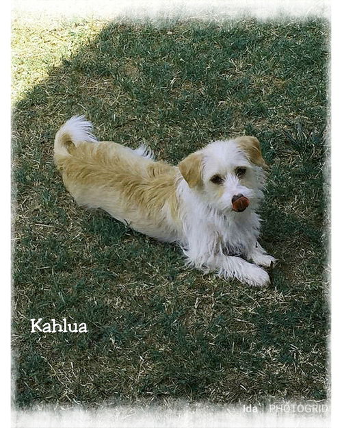 Kahlua