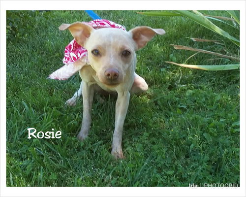 Rosie