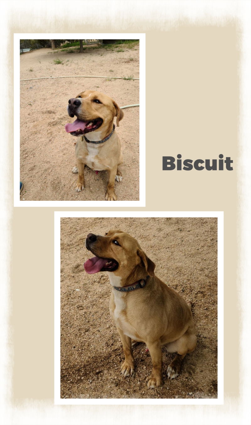 Biscuit s Web Page