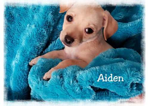 Aiden